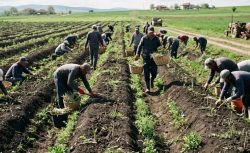 Toprağa Bir Kez Ekiliyor, 15 Yıl Kazandırıyor