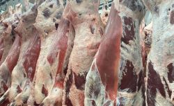 Kurban Bayramı Öncesi Et Piyasasında 100 Günlük Sıkışma