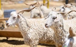 Kurban Fiyatlarında Büyük Artış: Yurt İçi ile Yurt Dışı Arasındaki Fark Açıldı