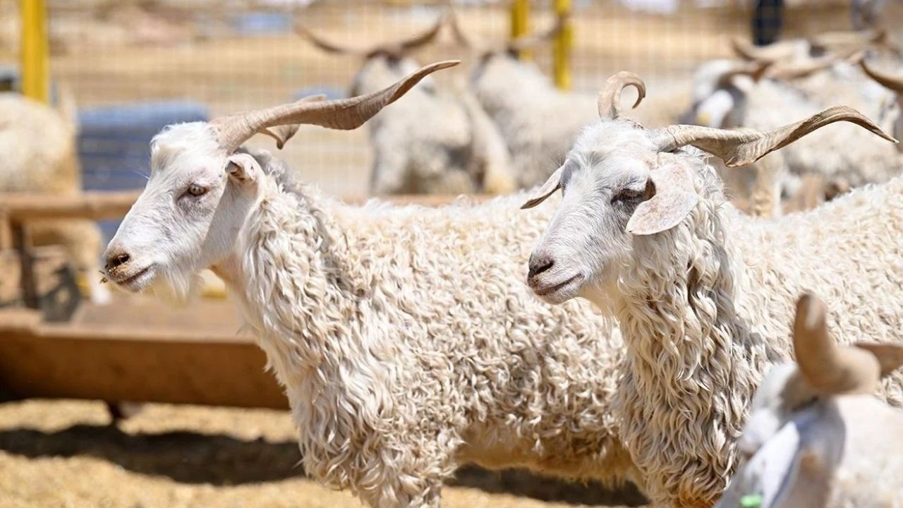 Kurban Fiyatlarında Büyük Artış: Yurt İçi ile Yurt Dışı Arasındaki Fark Açıldı