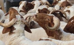 Kurban Bayramı tatili uzayacak! 9 gün oluyor