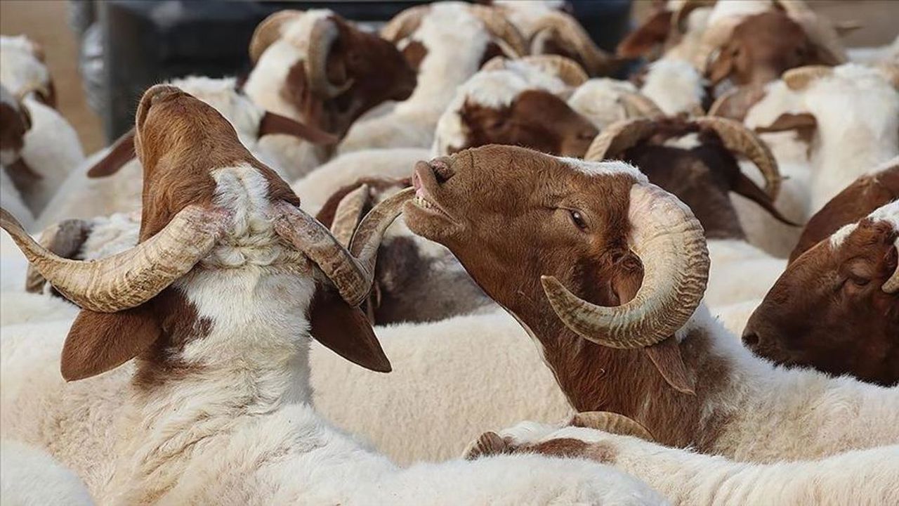 Kurban Bayramı tatili uzayacak! 9 gün oluyor