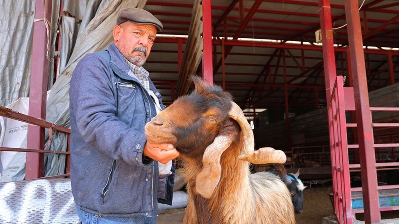 Kurban fiyatlarında sürpriz indirim